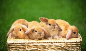 46472-bunnies-four-cute-rabbits